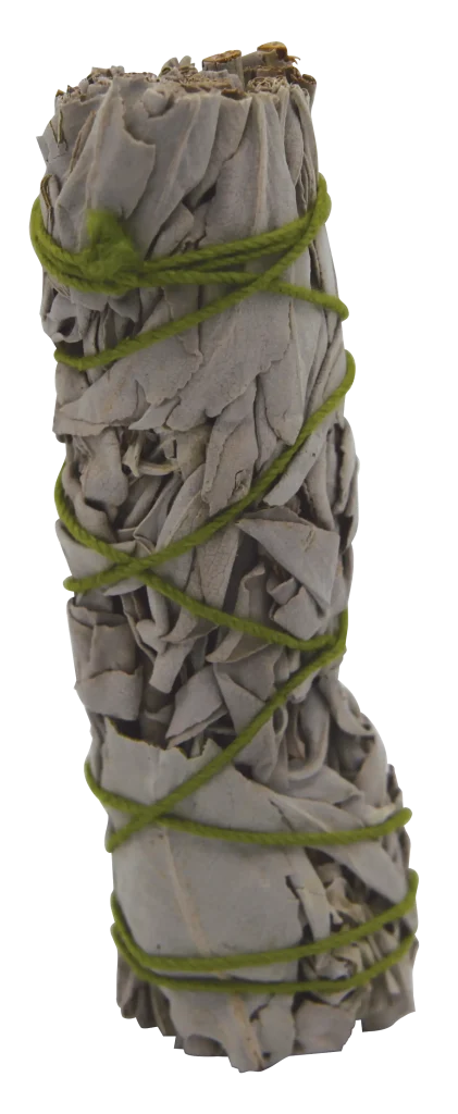 Salvia