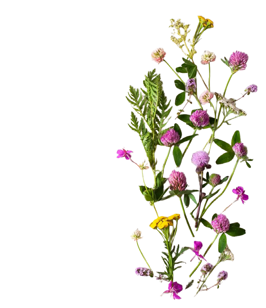 Flores